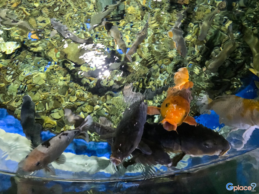 Chitose Salmon Aquarium
