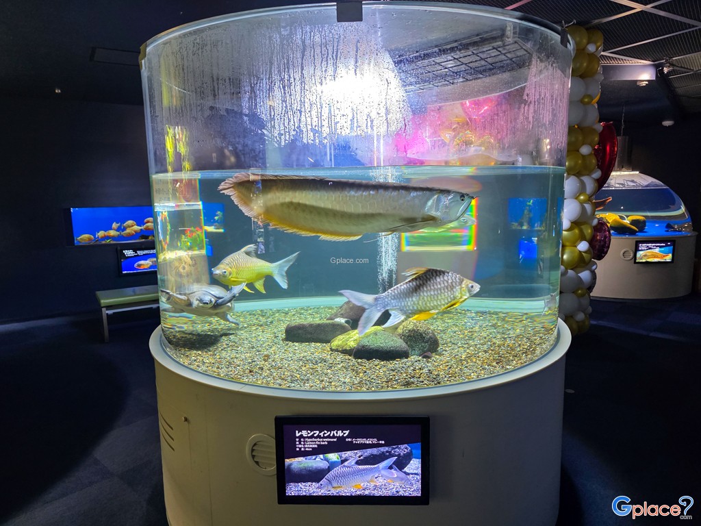 Chitose Salmon Aquarium