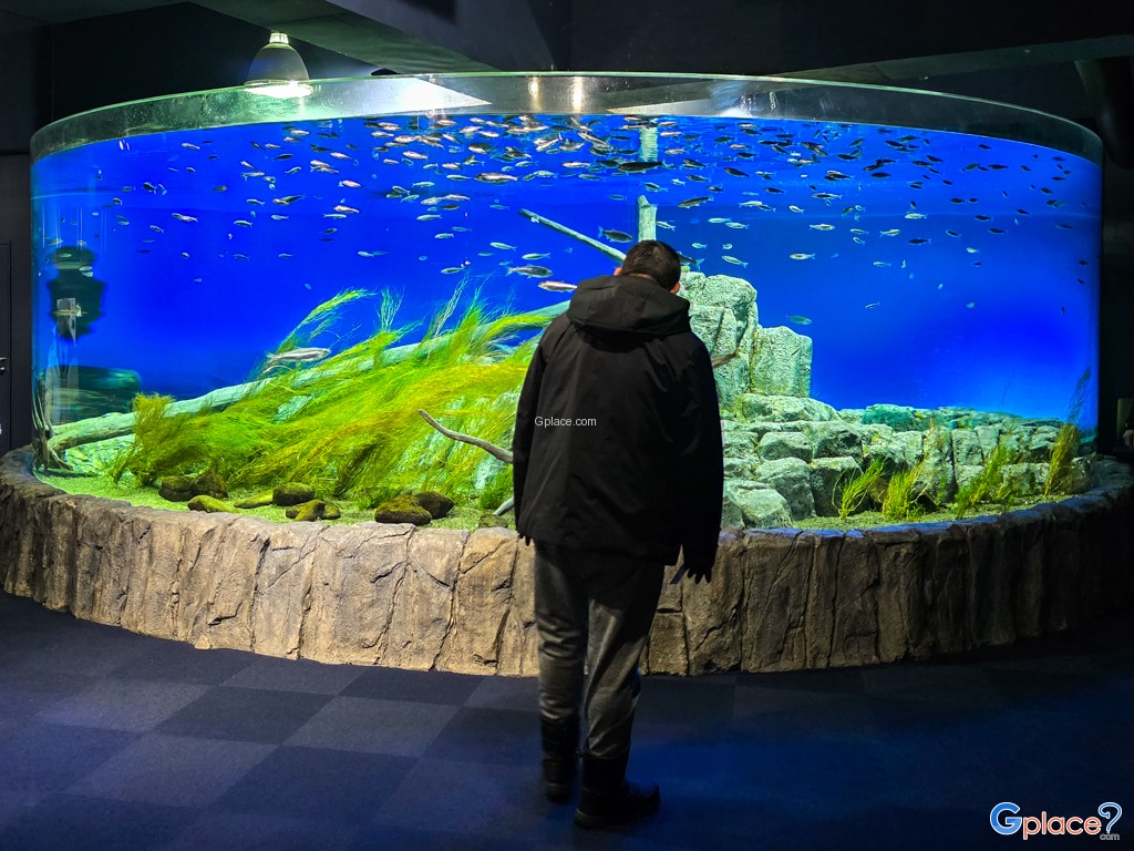 Chitose Salmon Aquarium