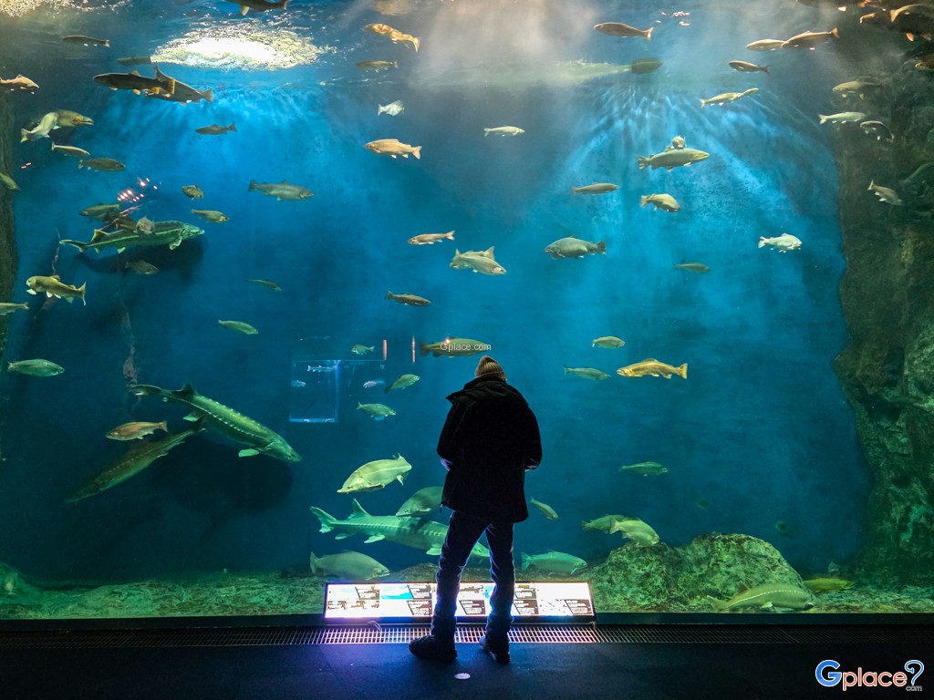 Chitose Salmon Aquarium