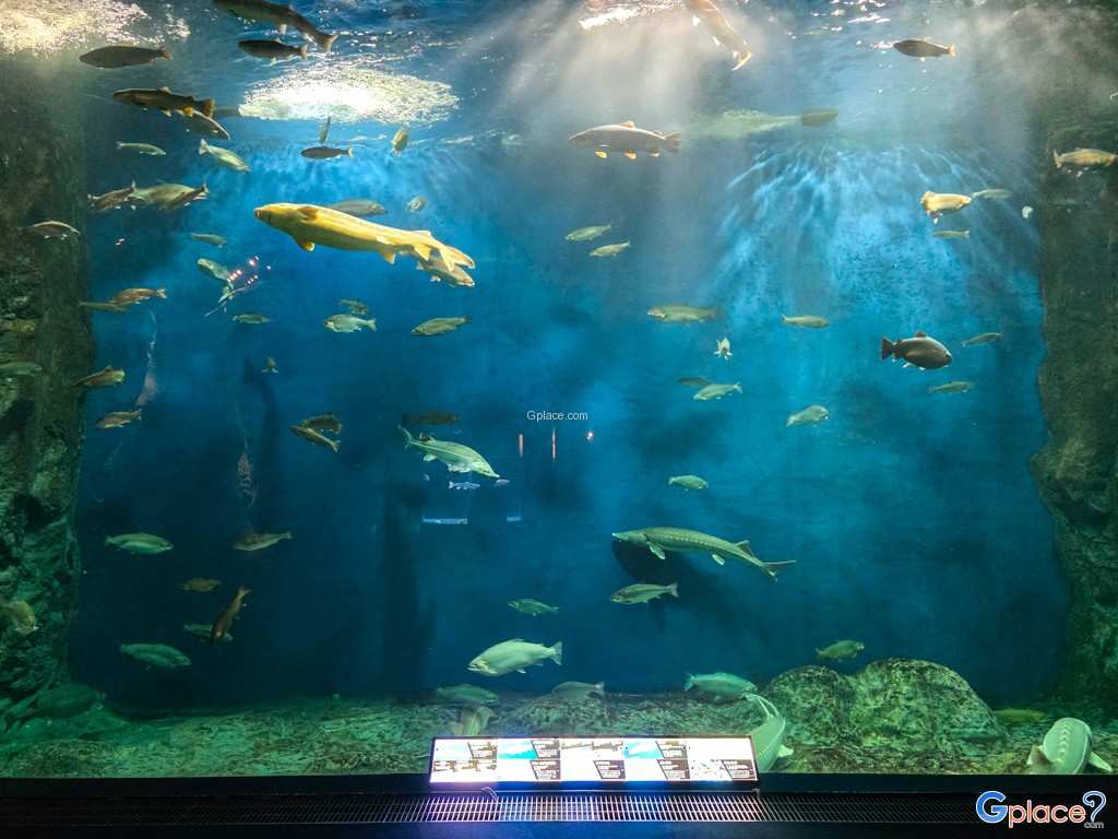 Chitose Salmon Aquarium