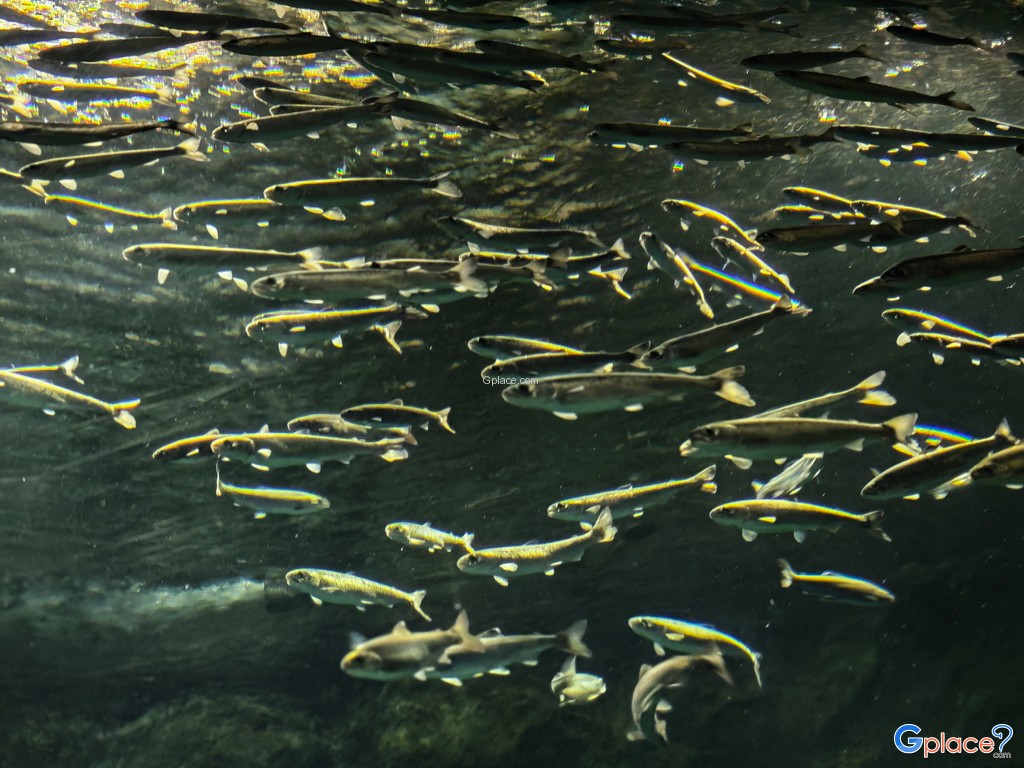 Chitose Salmon Aquarium