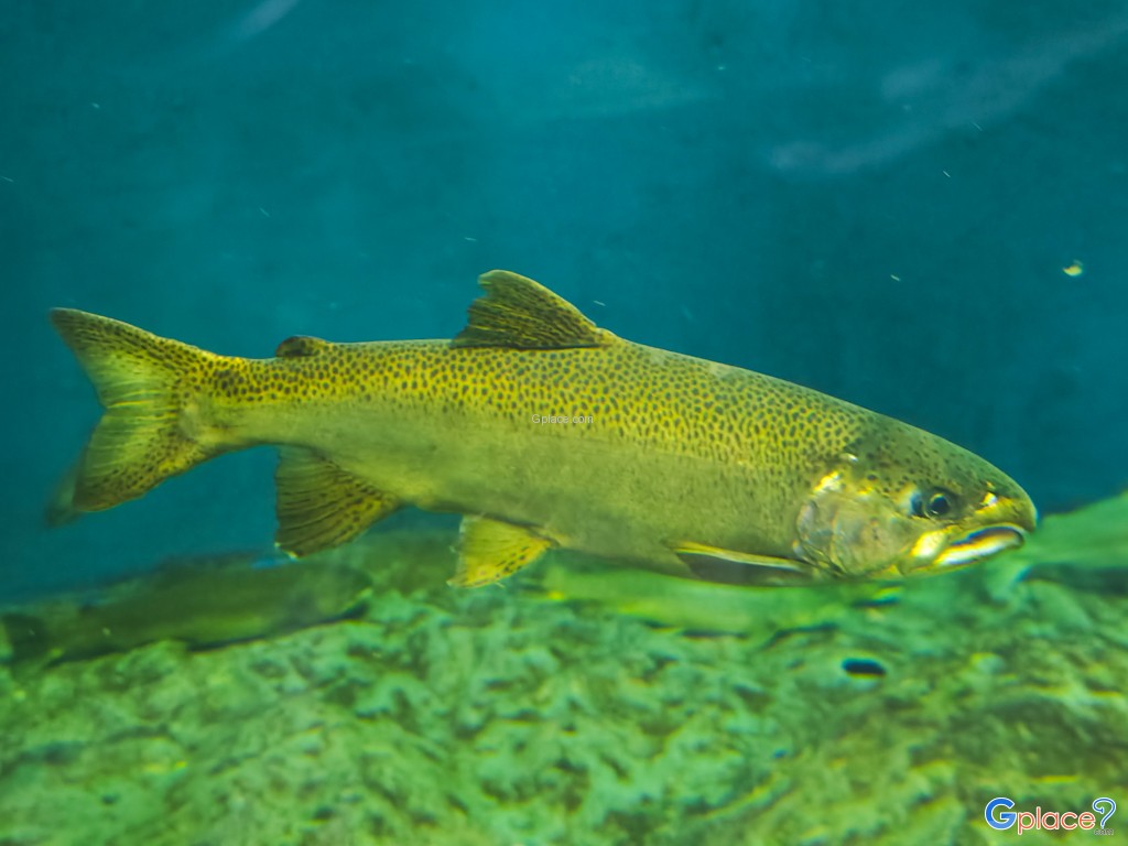 Chitose Salmon Aquarium