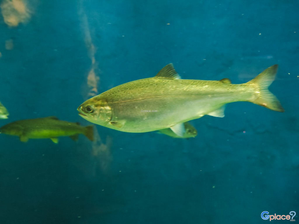 Chitose Salmon Aquarium