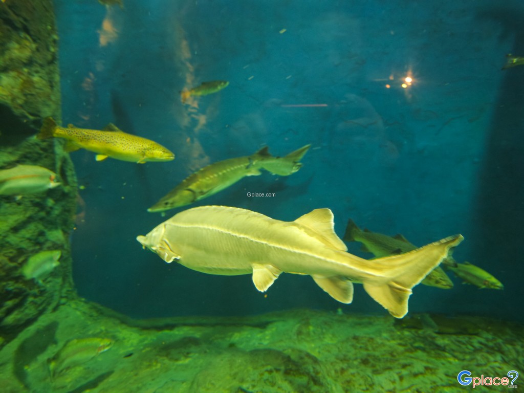 Chitose Salmon Aquarium