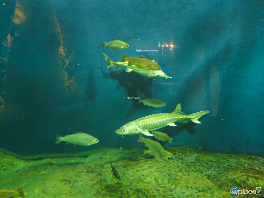 Chitose Salmon Aquarium