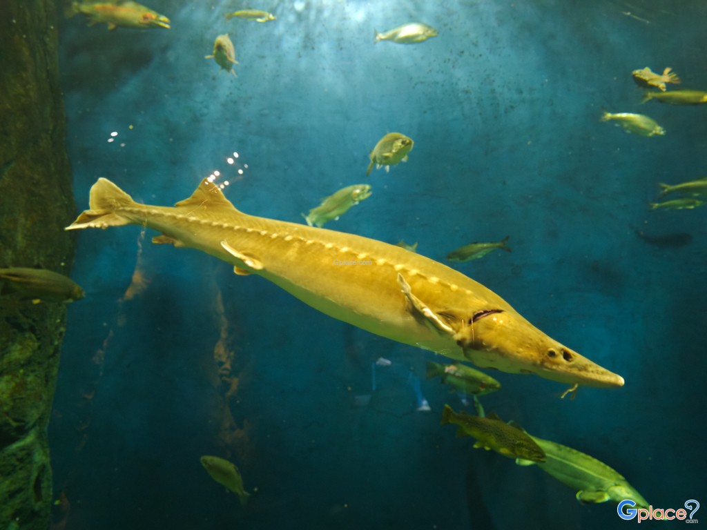Chitose Salmon Aquarium