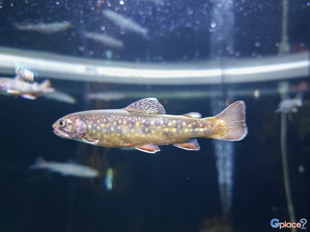 Chitose Salmon Aquarium