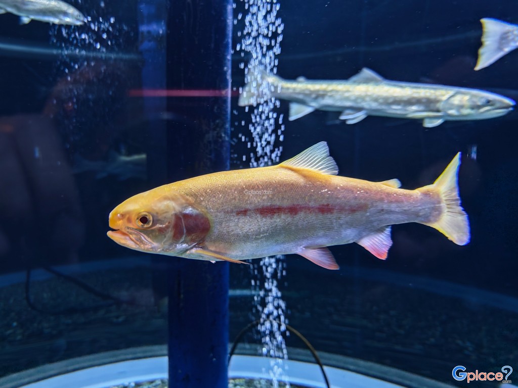 Chitose Salmon Aquarium