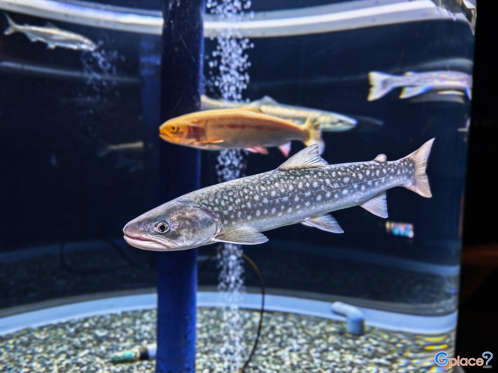 Chitose Salmon Aquarium