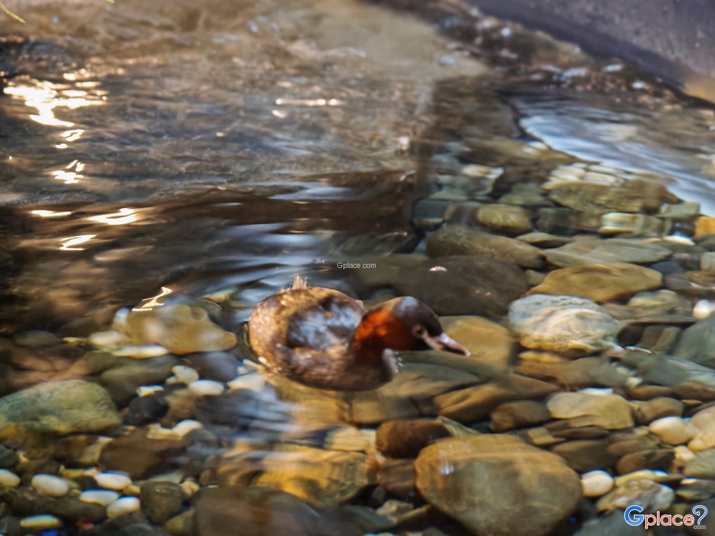 Chitose Salmon Aquarium