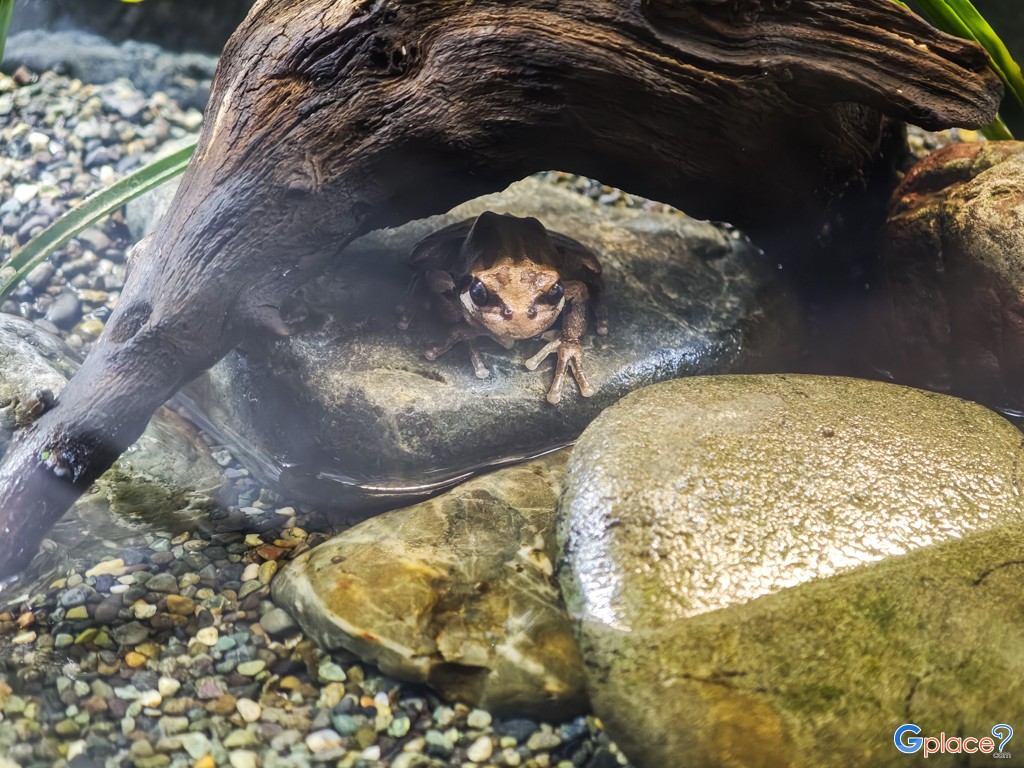 Chitose Salmon Aquarium