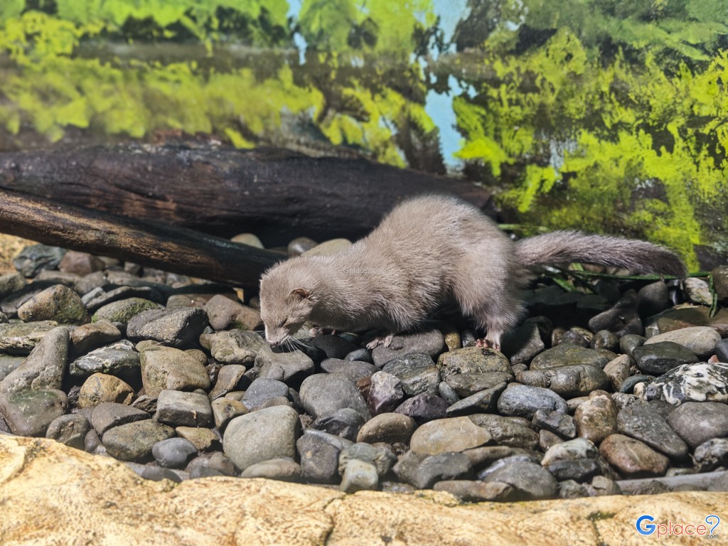 Chitose Salmon Aquarium