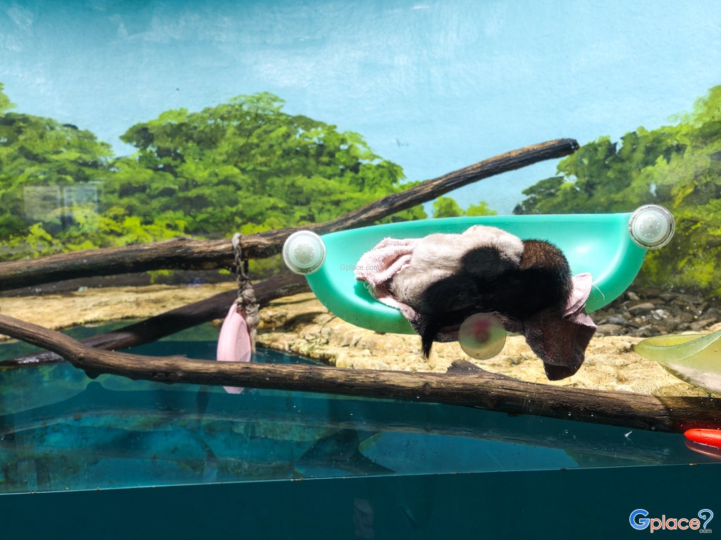 Chitose Salmon Aquarium