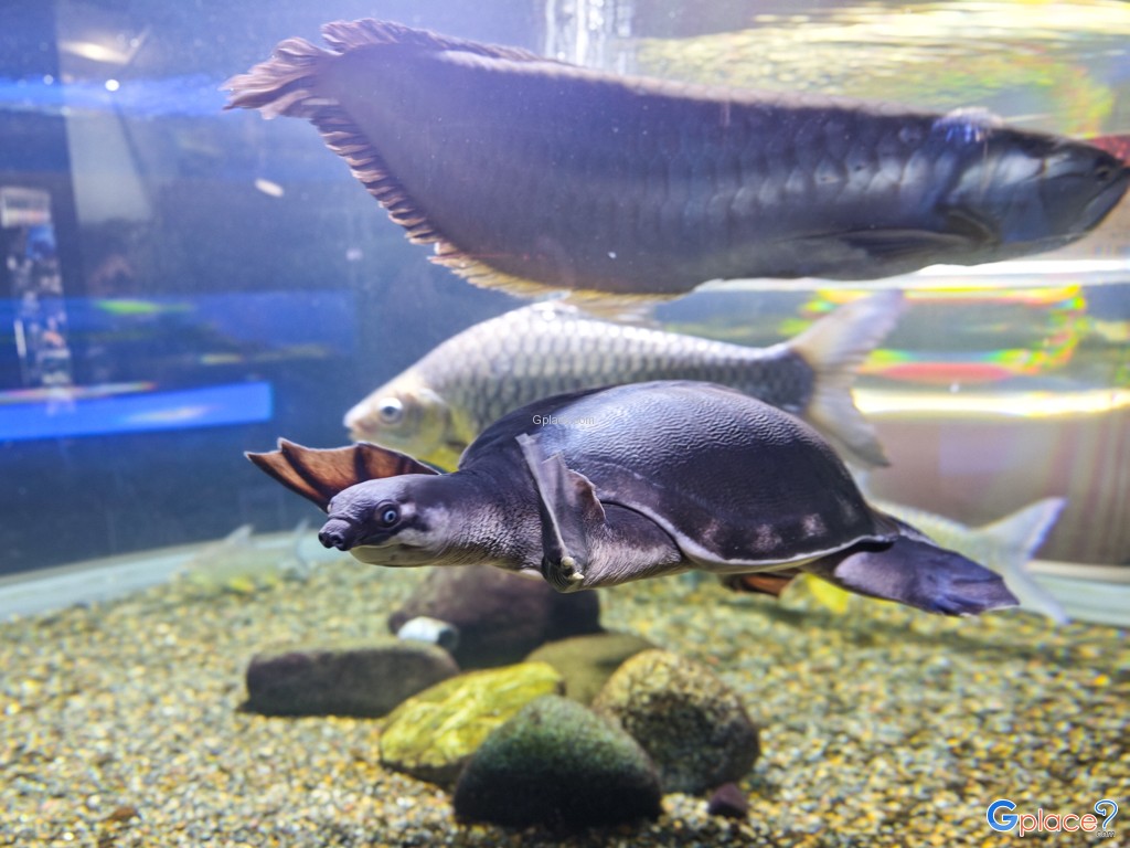 Chitose Salmon Aquarium