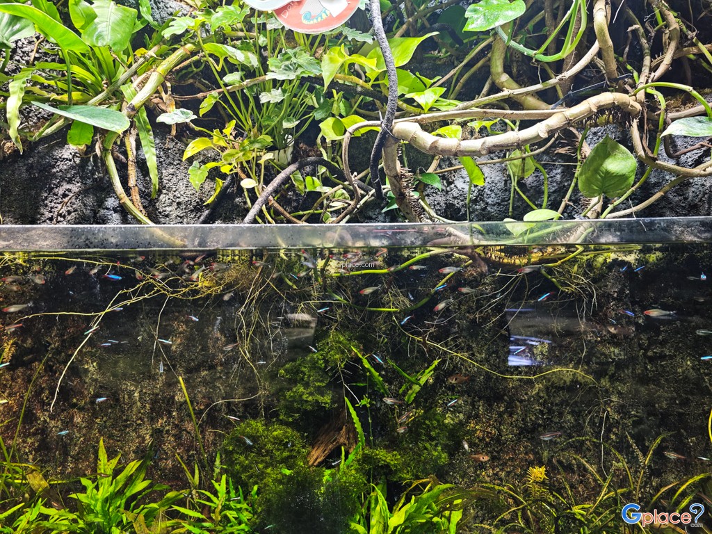 Chitose Salmon Aquarium