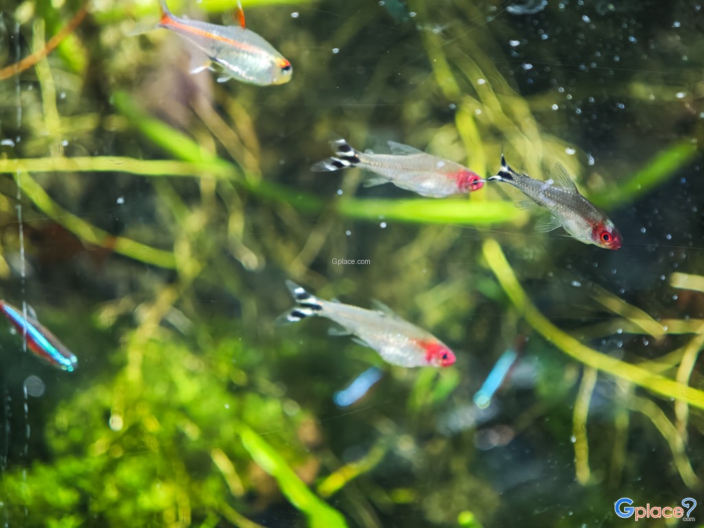 Chitose Salmon Aquarium