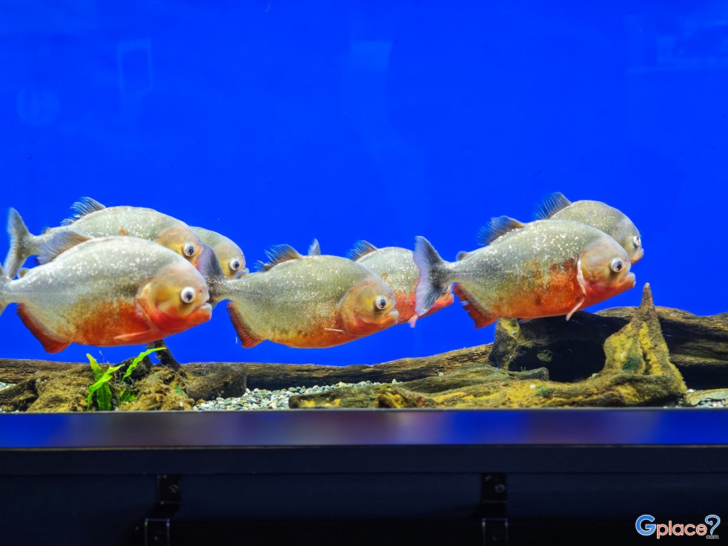 Chitose Salmon Aquarium