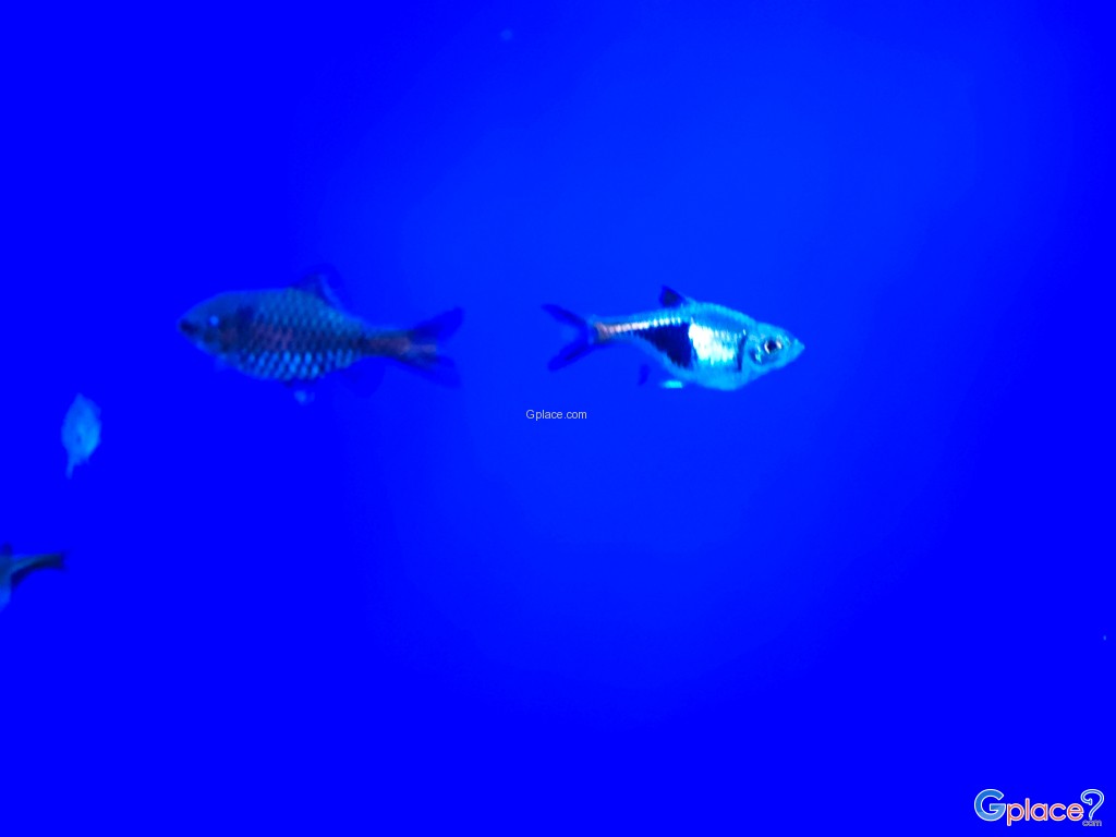 Chitose Salmon Aquarium