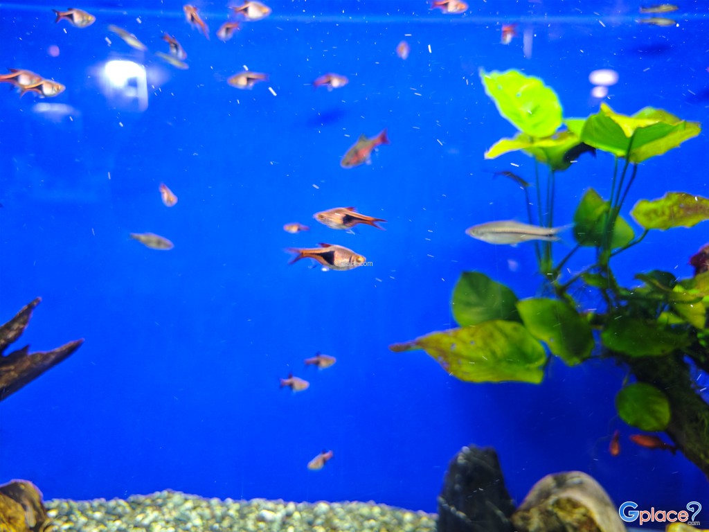 Chitose Salmon Aquarium