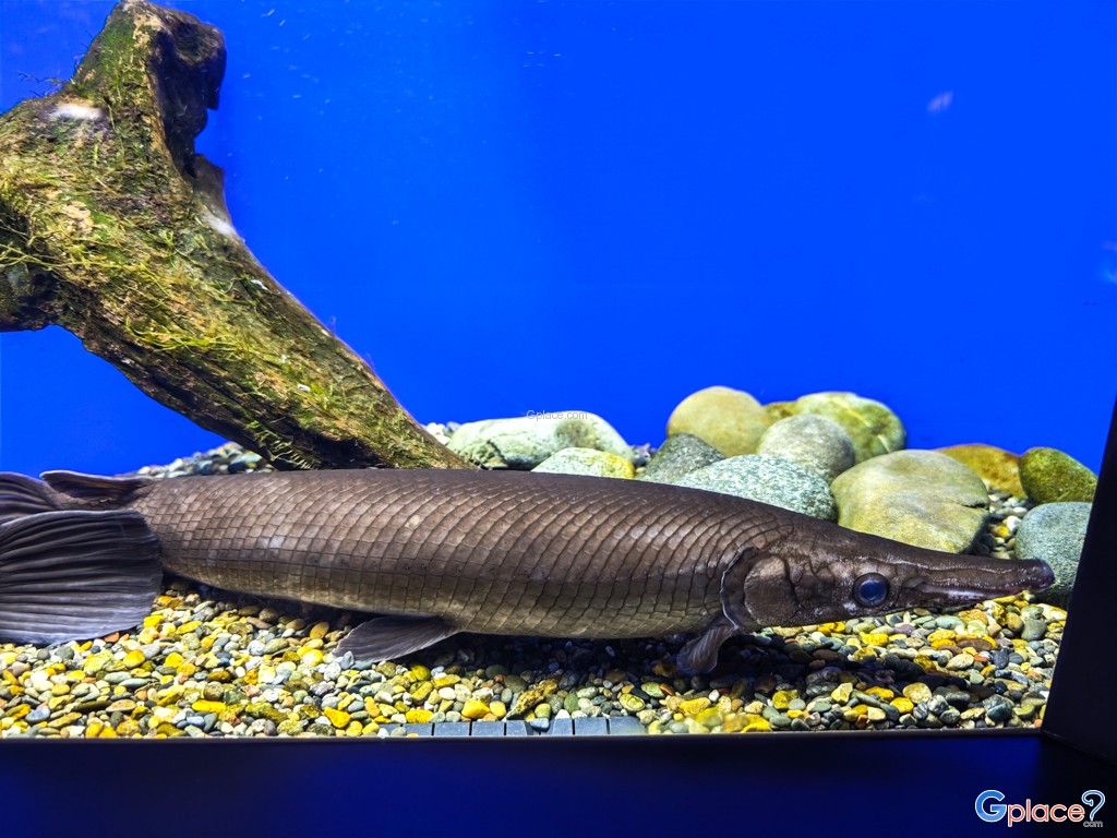 Chitose Salmon Aquarium