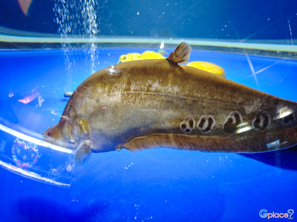 Chitose Salmon Aquarium