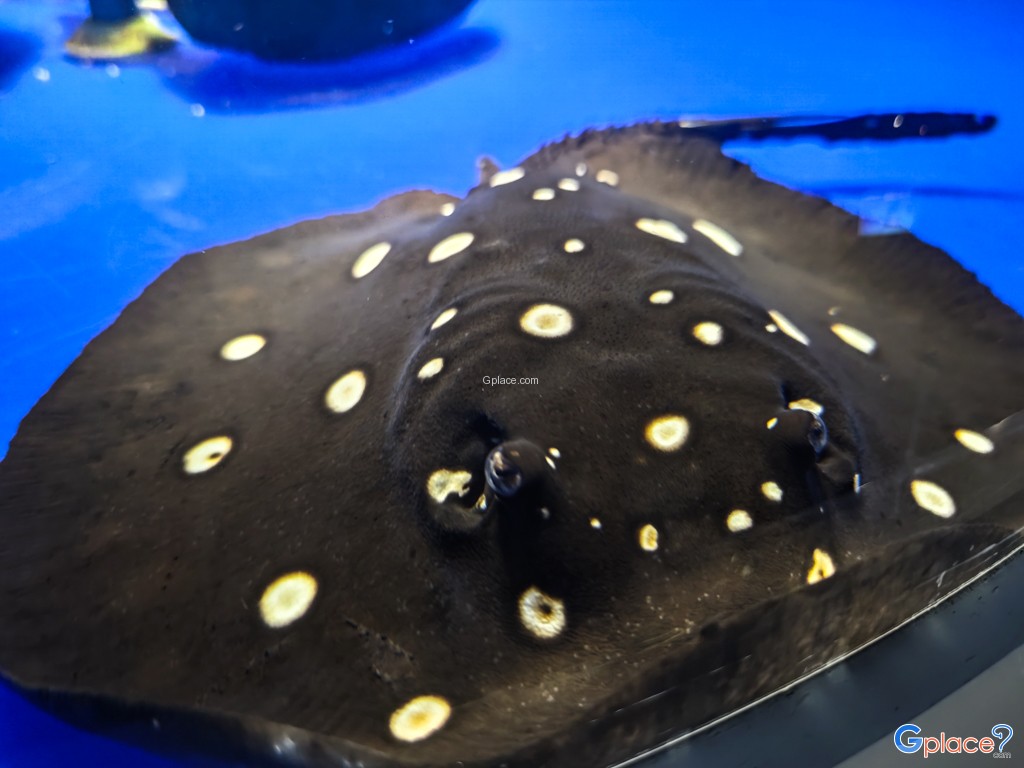 Chitose Salmon Aquarium