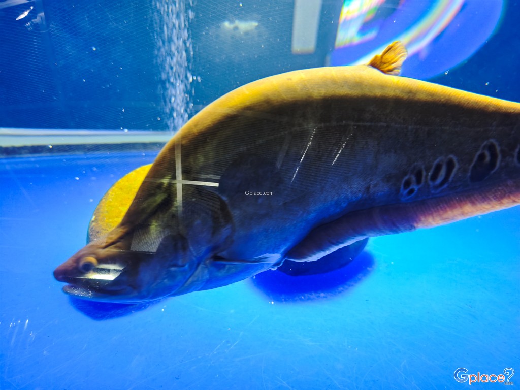 Chitose Salmon Aquarium