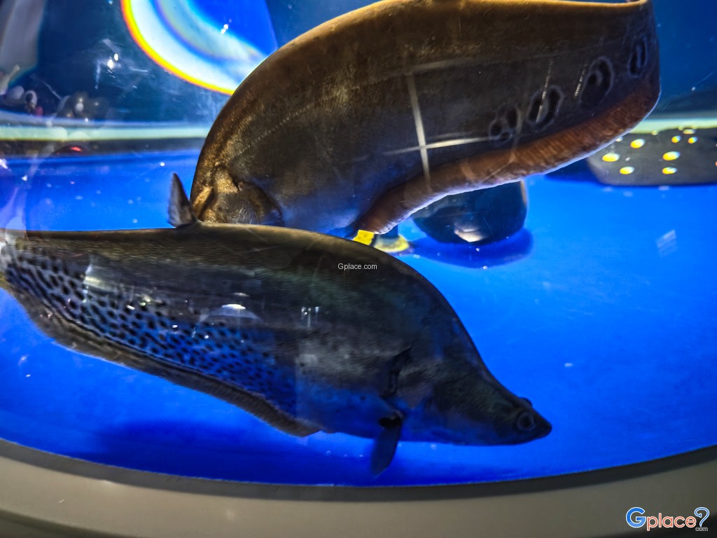 Chitose Salmon Aquarium