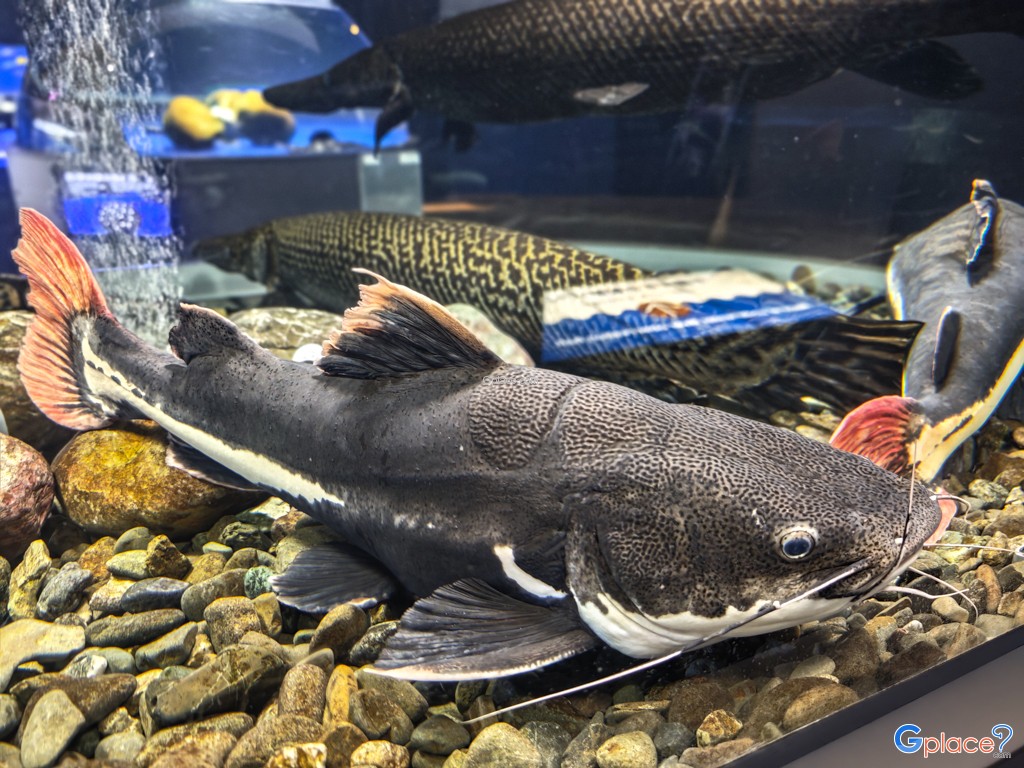 Chitose Salmon Aquarium