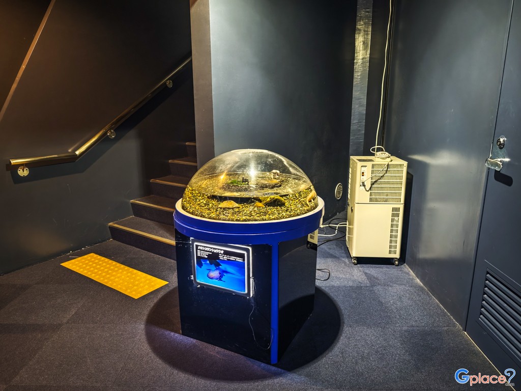 Chitose Salmon Aquarium