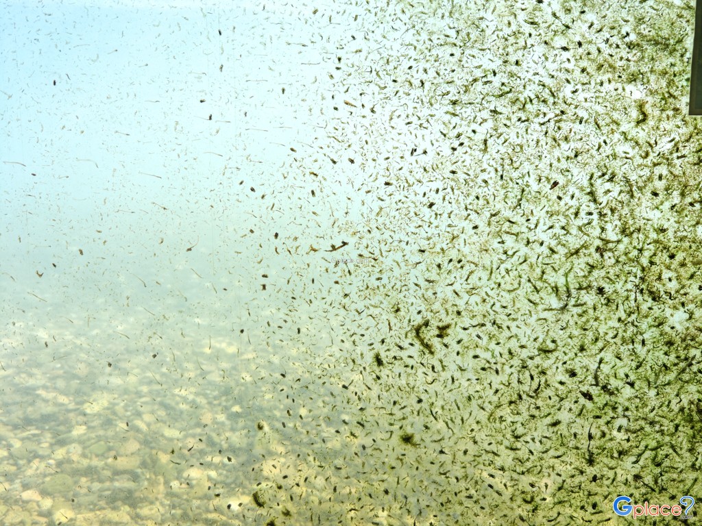 Chitose Salmon Aquarium