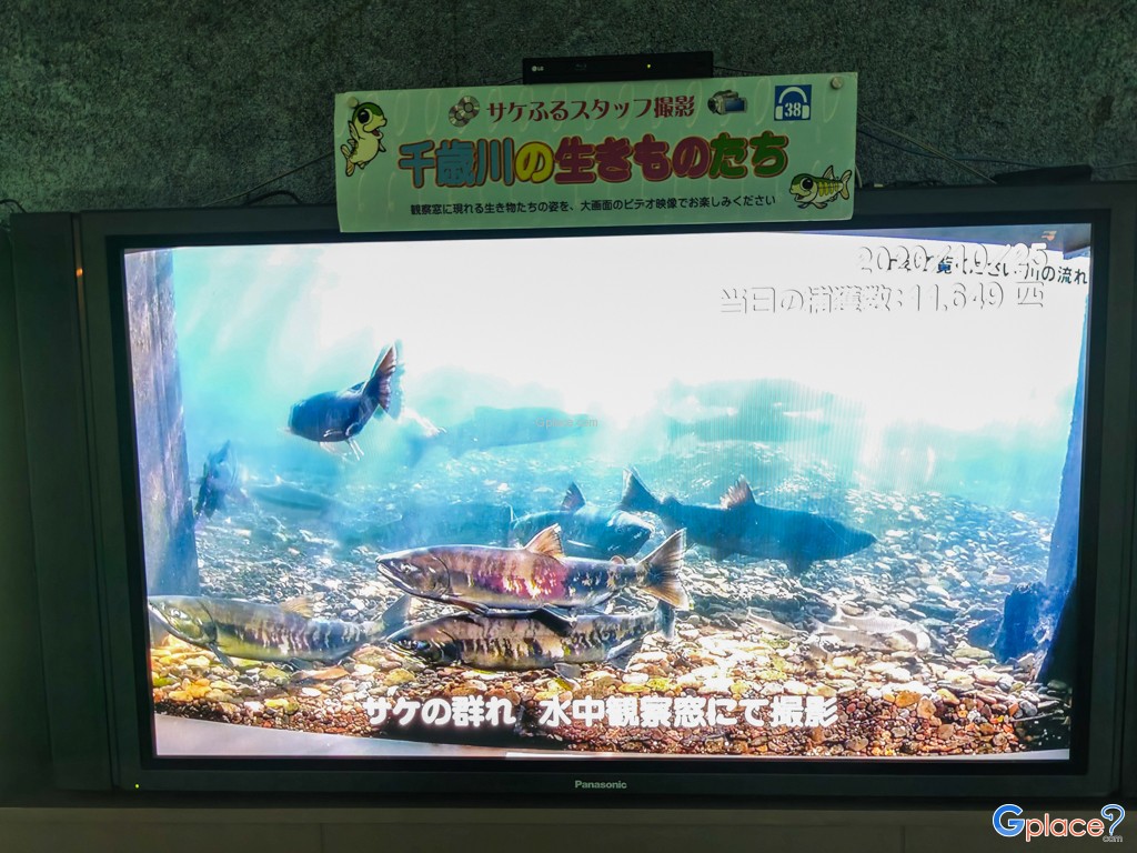 Chitose Salmon Aquarium
