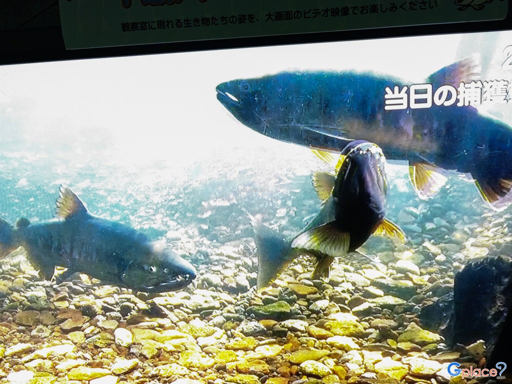 Chitose Salmon Aquarium