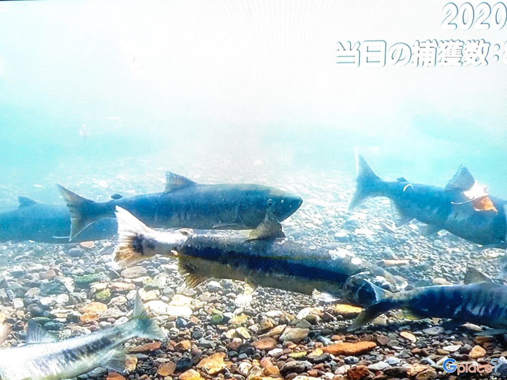Chitose Salmon Aquarium