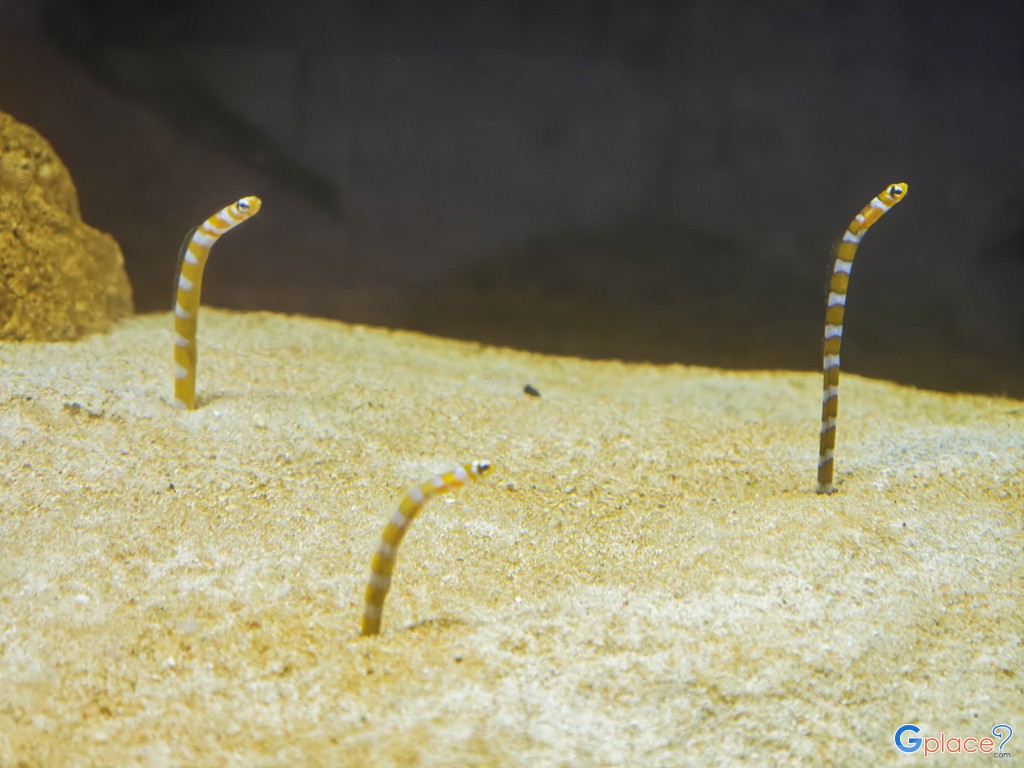 Chitose Salmon Aquarium