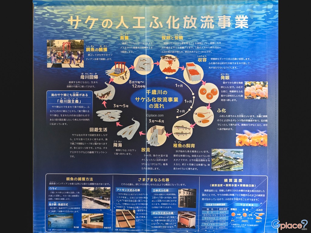 Chitose Salmon Aquarium