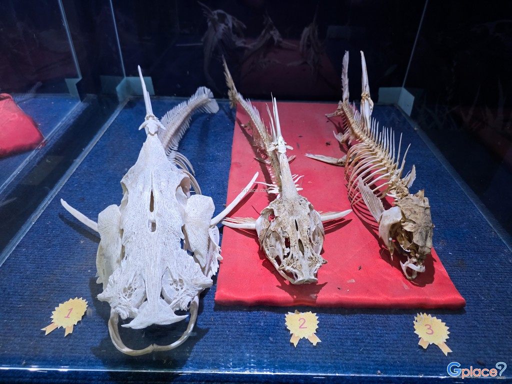 ศูนย์วิทยาศาสตร์เพื่อการศึกษานครพนม