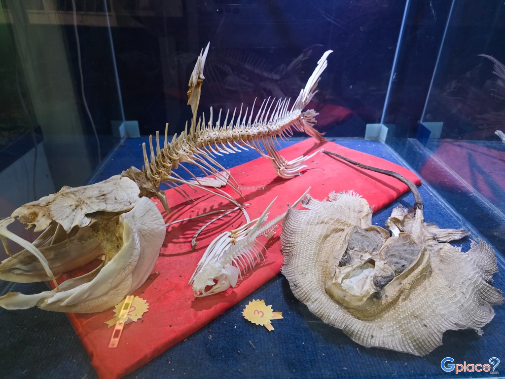 ศูนย์วิทยาศาสตร์เพื่อการศึกษานครพนม