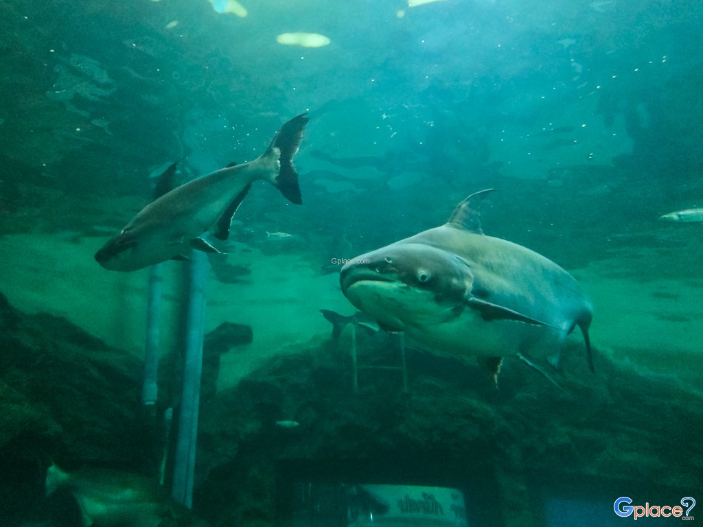 ศูนย์วิทยาศาสตร์เพื่อการศึกษานครพนม