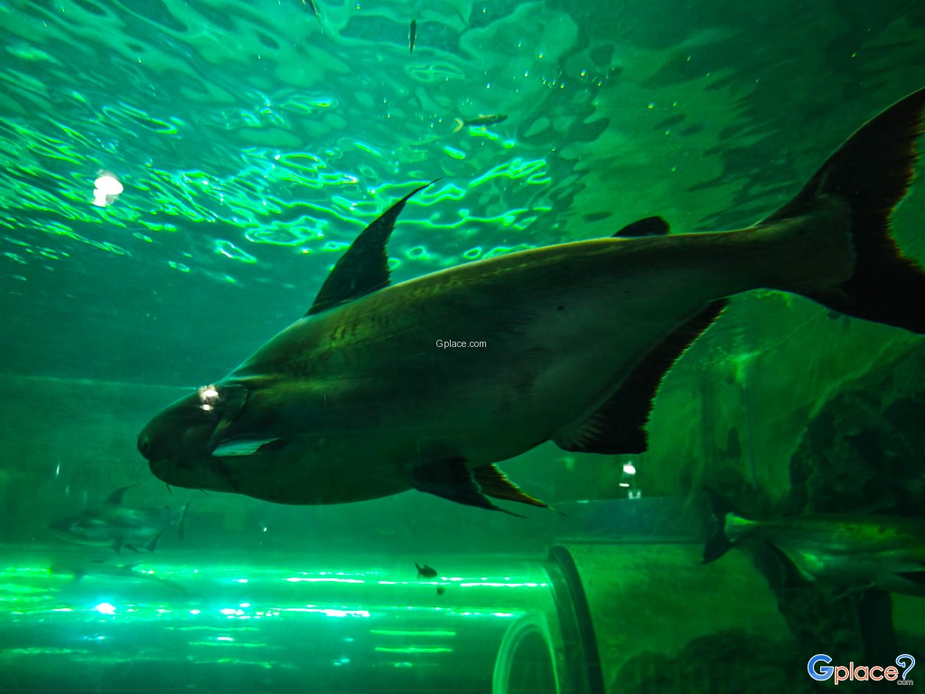 ศูนย์วิทยาศาสตร์เพื่อการศึกษานครพนม