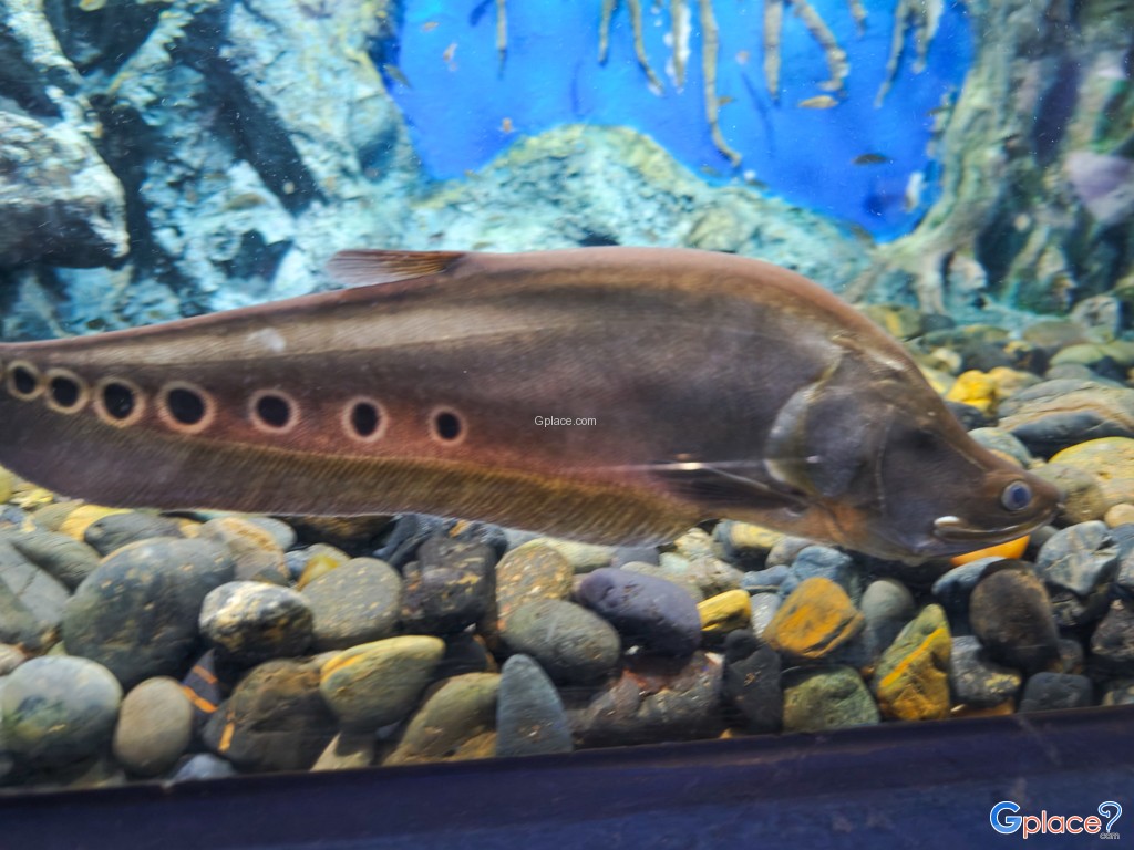 ศูนย์วิทยาศาสตร์เพื่อการศึกษานครพนม