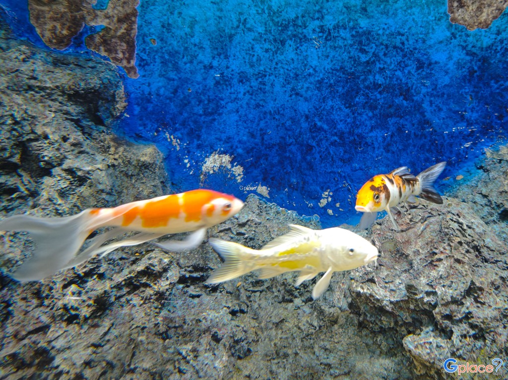 ศูนย์วิทยาศาสตร์เพื่อการศึกษานครพนม