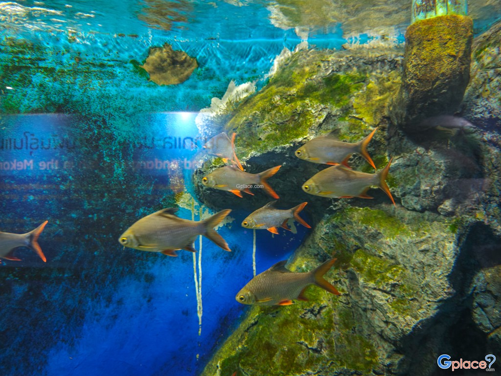 ศูนย์วิทยาศาสตร์เพื่อการศึกษานครพนม