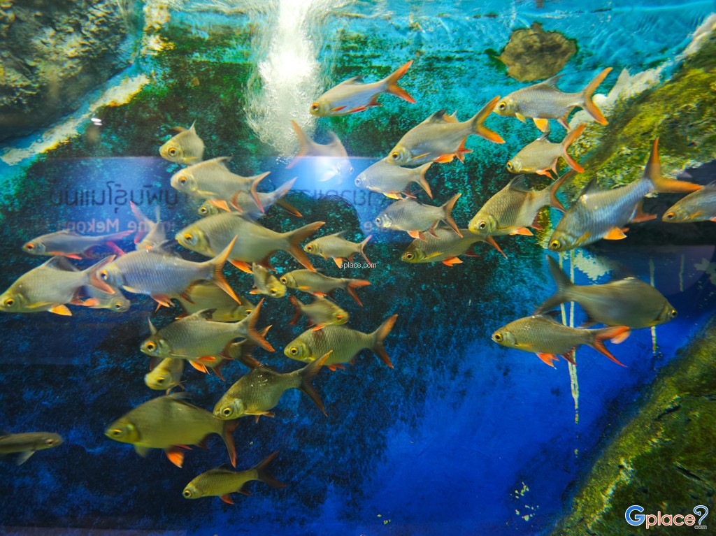 ศูนย์วิทยาศาสตร์เพื่อการศึกษานครพนม