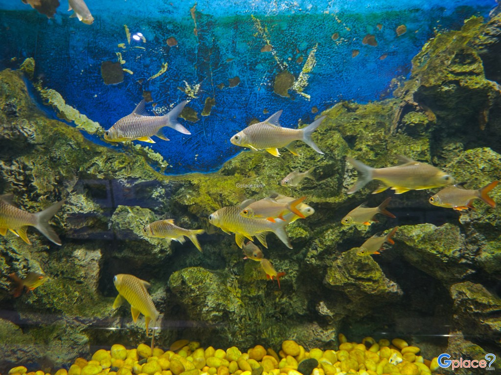 ศูนย์วิทยาศาสตร์เพื่อการศึกษานครพนม