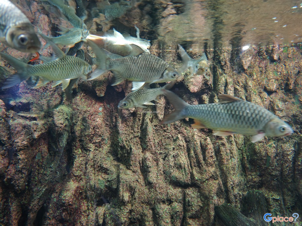 ศูนย์วิทยาศาสตร์เพื่อการศึกษานครพนม