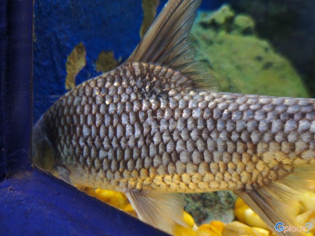 ศูนย์วิทยาศาสตร์เพื่อการศึกษานครพนม