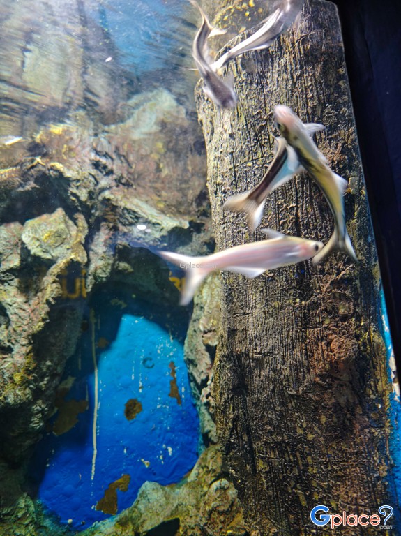 ศูนย์วิทยาศาสตร์เพื่อการศึกษานครพนม