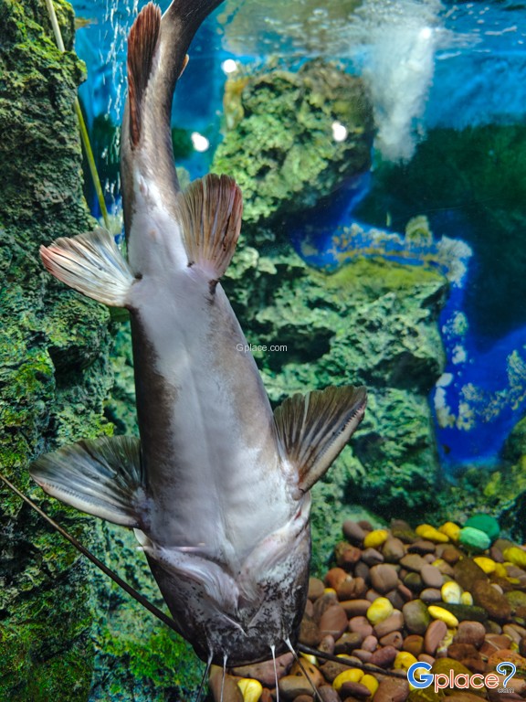 ศูนย์วิทยาศาสตร์เพื่อการศึกษานครพนม